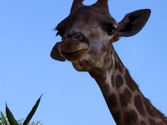 -西霞口神雕山野生动物世界