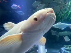 -上海海洋水族馆