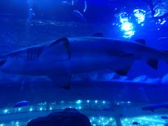 -成都浩海立方海洋公园