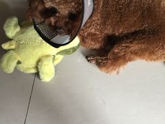 -中农大我爱我爱24h动物医院·中医针灸·猫专科·骨科医疗中心(双井店)