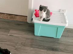 -欣宠猫屋·矮脚拿破仑·蓝金金渐层