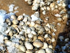 -东疆理想海岸沙滩景区