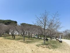 -苏州上方山国家森林公园