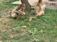 -西安秦岭野生动物园