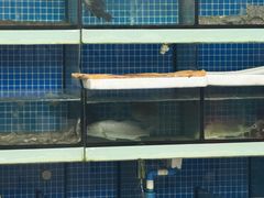 -阿伍海鲜大排档(塔湾金沙店)