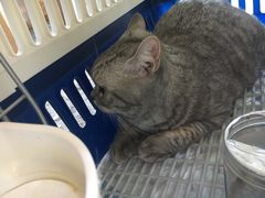 -萌兽医馆·绝育·24小时内科·宠物医院(德胜店)