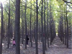 iphone_upload_pic-汉景帝阳陵博物院