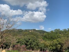 -深圳仙湖植物园