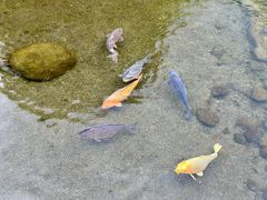 -水前寺成趣园