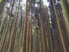 -武陵山森林公园