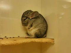 -龙猫仔乐园(惠福东路店)