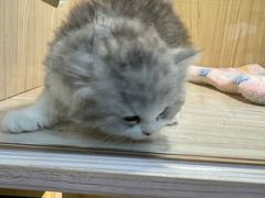 -屋虎猫馆(宝安大仟里店)