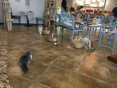 -共舞时光猫咖·狗咖(新街口店)