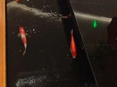 -月龍吟(朝龙汇店)