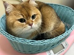 -纳吉亚猫专科动物医院博雅分院