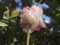 -金花茶公园