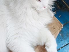 猫-Sirena海妖日咖夜酒