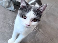 -飞行喵MR PILOT|猫舍·猫咖(静安大融城店)