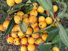 -塘栖枇杷特色园区