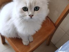 -糯米喵星人总部直营旗舰店·猫舍·幼猫出售