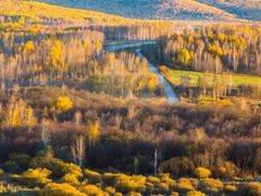 -乌兰布统景区-白桦林