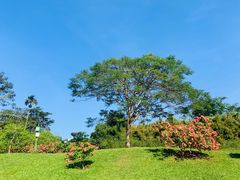 -中国科学院西双版纳热带植物园