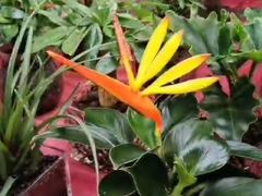 -秦美花卉(天朗·莱茵小城2期店)