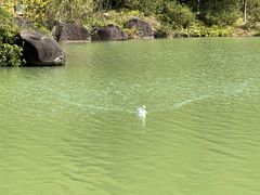 -广州白江湖森林公园