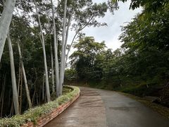 -广州市流溪河国家森林公园