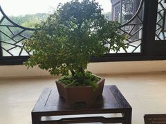 -盆景园(扬州大运河文化旅游度假区)