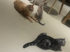 -藏猫猫咖啡主题馆(中央大道店)