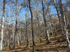 -克什克腾世界地质公园青山景区