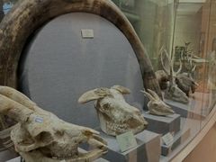 -烟台自然博物馆