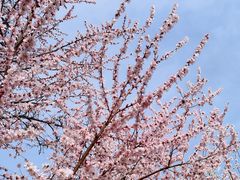 -桃花堤公园