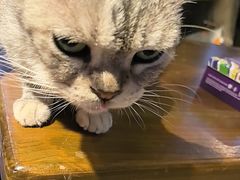 -猫猫幼稚园·撸猫·桌游·电玩