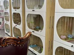 -青奢宠物·青奢猫舍