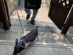 -上海佘山世茂艾美酒店