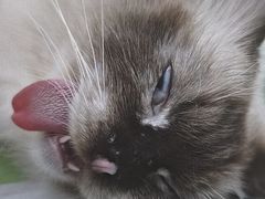 -瑞派康怡24h宠物医院·犬猫医疗中心·微创绝育(瑞景分院)