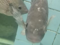 -新金盛·海鲜酒楼(盐田店)