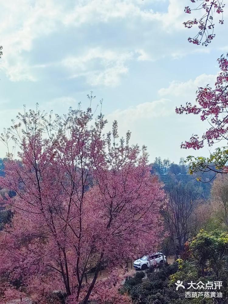 景迈樱花图片