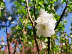 -桃花涧