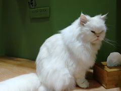 -猫亿天猫咖