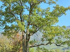 -塔川景区