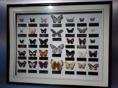 -上海昆虫博物馆