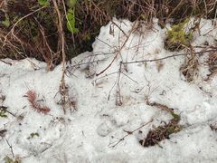 -武陵山森林公园