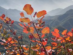 -大岭沟猕猴桃谷风景区