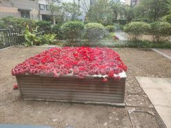 -上海玫瑰医疗美容医院
