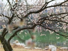 -金鸡湖景区