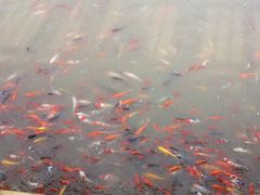 -卧龙湖