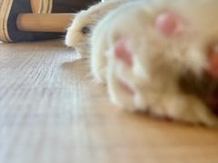 -猫小主咖啡·猫咖cat cafe(福田店)